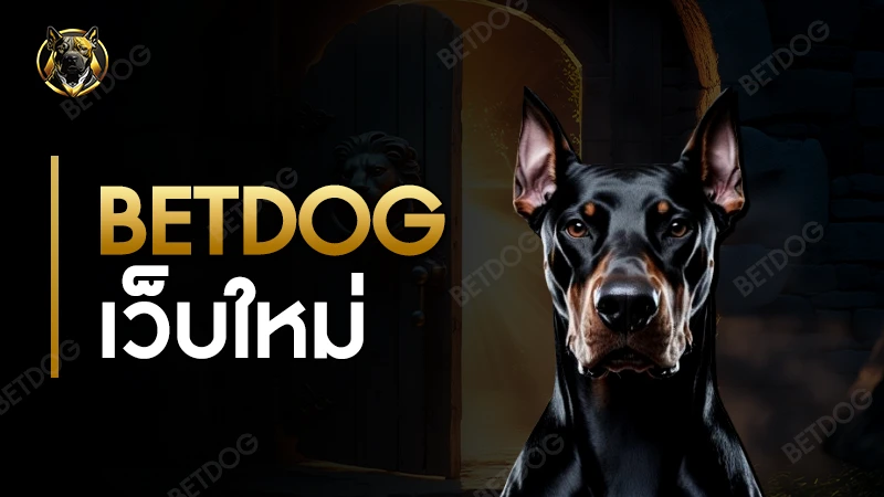 BETDOG เว็บใหม่