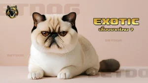 Exotic เลี้ยงยากไหม