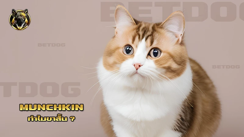 Munchkin ทำไมขาสั้น