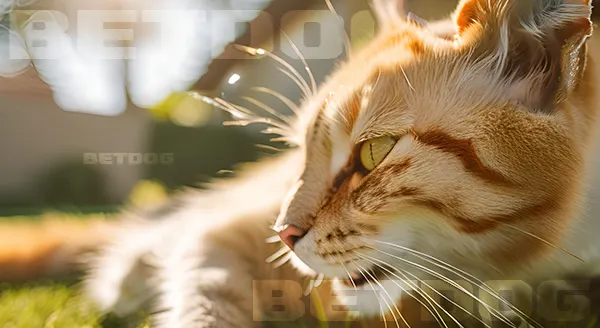 ข้อมูล ดราก้อนหลี่