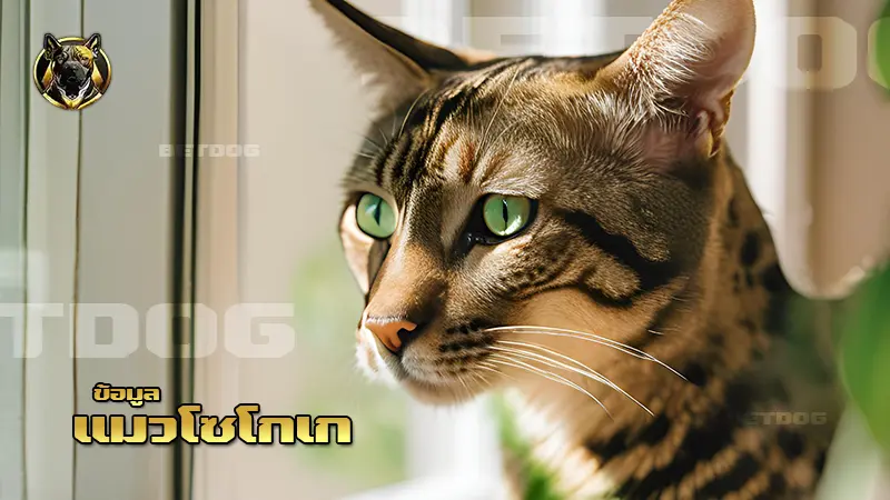 ข้อมูล แมวโซโกเก