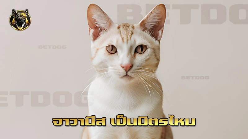 จาวานีส เป็นมิตรไหม