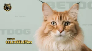 ประวัติ แมวซิมริค