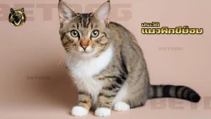 ประวัติ แมวพิกซีบ็อบ