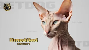 ปีเตอร์บัลด์ ทำไมแพง