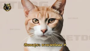 สิงหปุระ หายากไหม