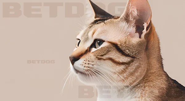 สิงหปุระ หายากไหม