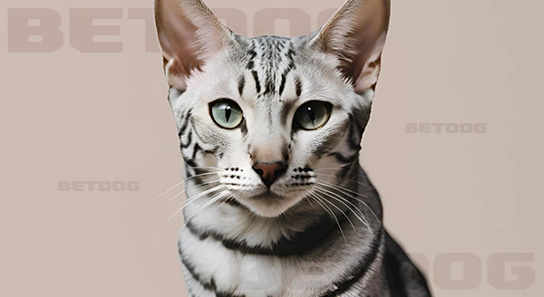 อียิปเทียนมัว ทำไมหายาก