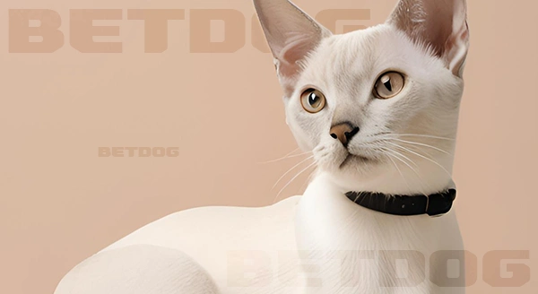 แมวขนสั้น สีพอยต์