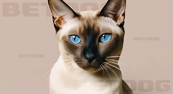 แมวพันธุ์ ท็องกินีส