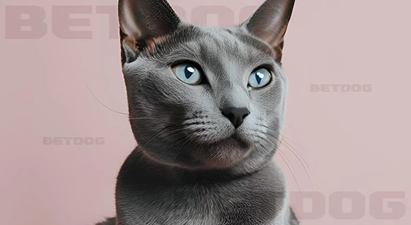 Russian Blue ทำไมพิเศษ