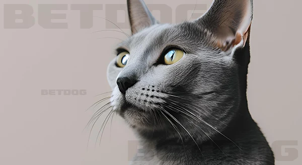Russian Blue ทำไมพิเศษ