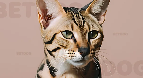 Savannah ทำไมแพง