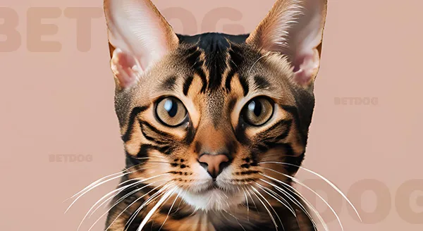 Toyger แมวลายเสือ