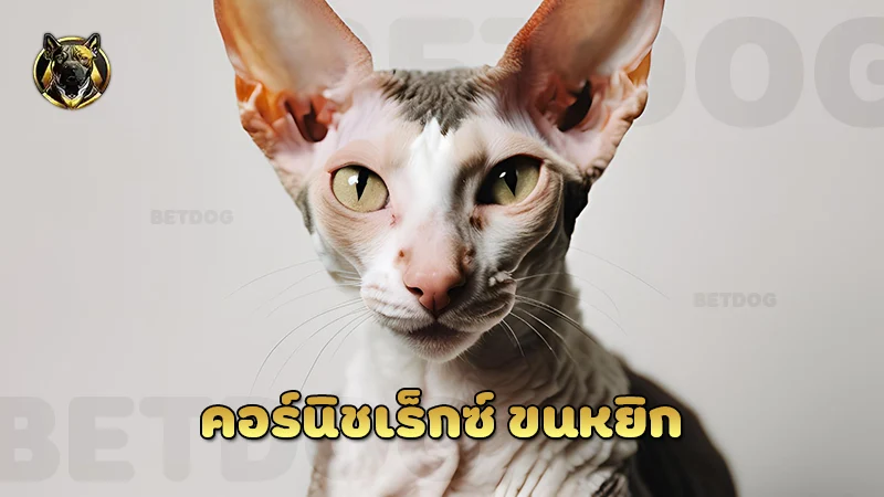 คอร์นิชเร็กซ์ ขนหยิก