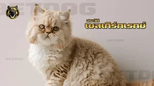 ประวัติ เซลเกิร์กเรกซ์