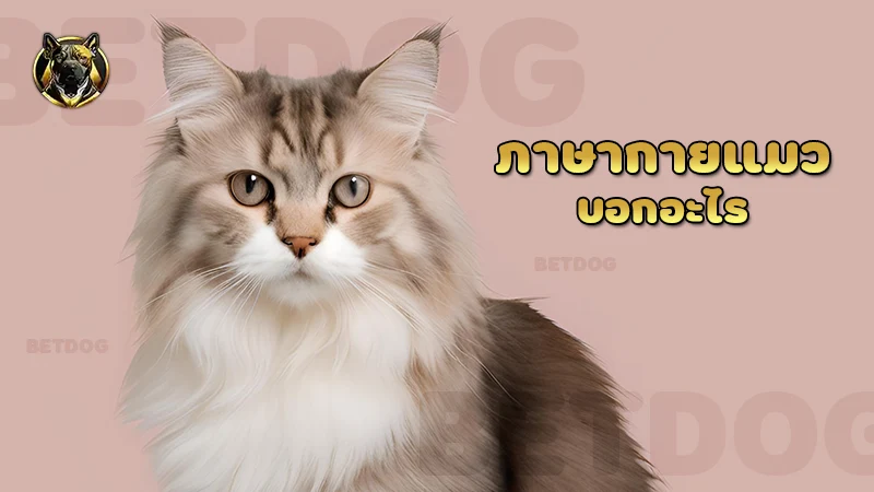 ภาษากายแมว บอกอะไร