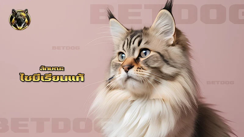 ลักษณะ ไซบีเรียนแท้