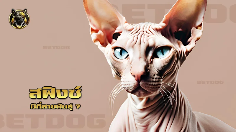 สฟิงซ์ มีกี่สายพันธุ์