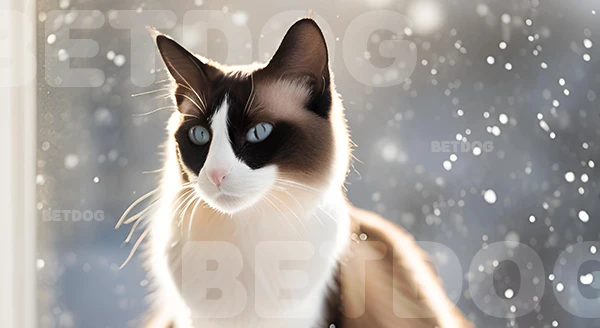 สโนว์ชู หายากไหม