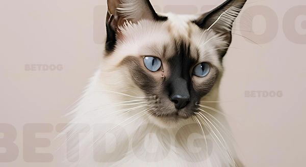 เลี้ยงบาลินีส ดีไหม