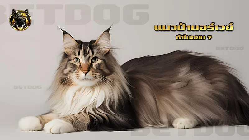 แมวป่านอร์เวย์ ทำไมนิยม