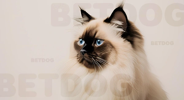 แมวพันธุ์ หิมาลายัน