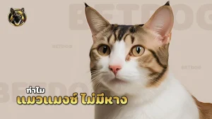 แมวแมงซ์ ไม่มีหาง