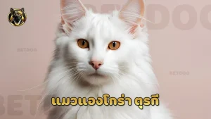 แมวแองโกร่า ตุรกี