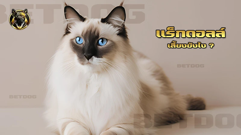 แร็กดอลล์ เลี้ยงยังไง