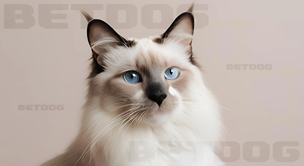 แร็กดอลล์ เลี้ยงยังไง