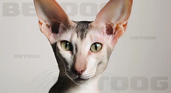 โอเรียนทัล ช็อตแฮร์