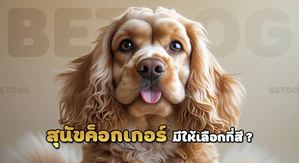 ค็อกเกอร์ สแปเนียล
