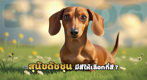 ดัคส์ฮุนท์ มีกี่แบบ