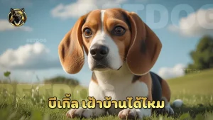 บีเกิ้ล เฝ้าบ้านได้ไหม