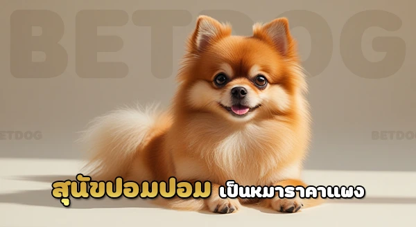 ปอมเมอเรเนียน แพงไหม