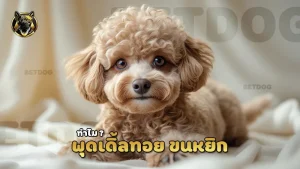 พุดเดิ้ลทอย ขนหยิก