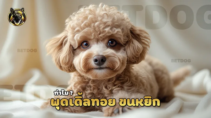 พุดเดิ้ลทอย ขนหยิก