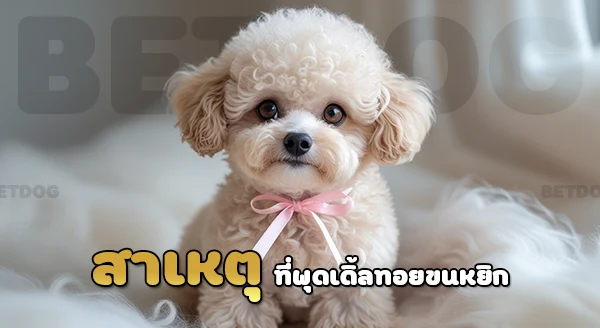 พุดเดิ้ลทอย ขนหยิก