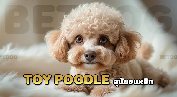 พุดเดิ้ลทอย ขนหยิก