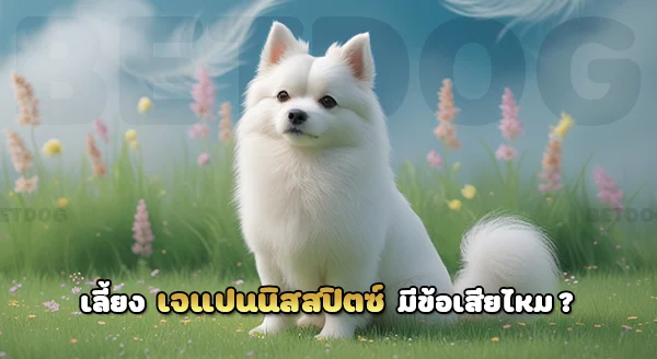 สุนัขเจแปนนิส สปิตซ์