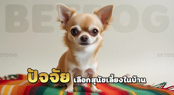 สุนัขเล็ก น่าเลี้ยง