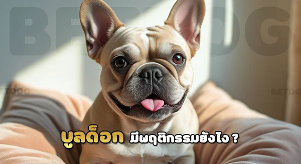 เฟรนช์บูลด็อก ฉลาดไหม