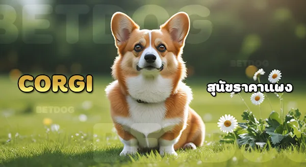 เวลช์คอร์กี้ ราคาแพง