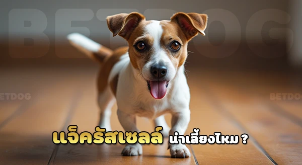 แจ็ครัสเซลล์ ดุไหม