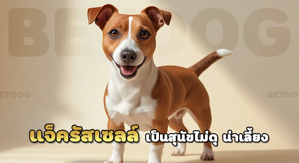 แจ็ครัสเซลล์ ดุไหม