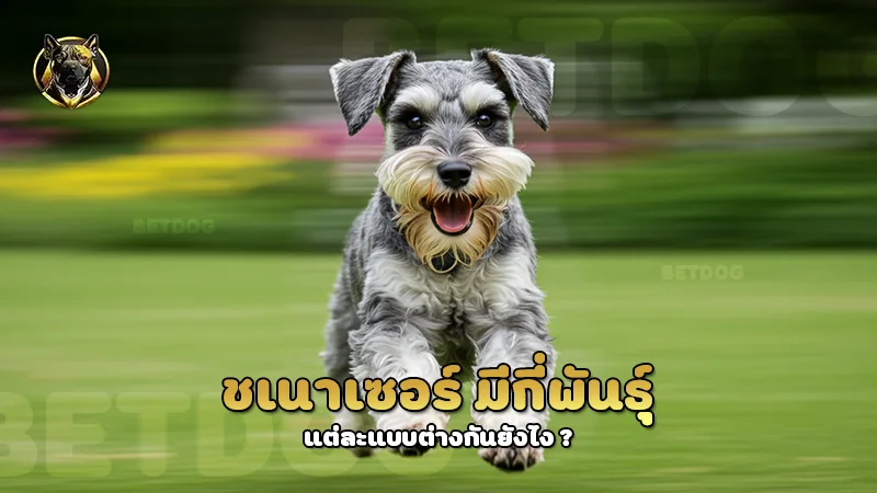 ชเนาเซอร์ มีกี่พันธุ์