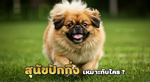 พฤติกรรม สุนัขปักกิ่ง