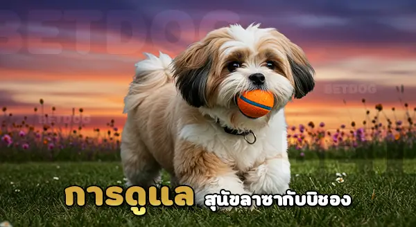 สุนัขลาซา แอปโซ