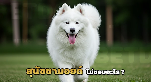 ซามอยด์ ชอบอะไร